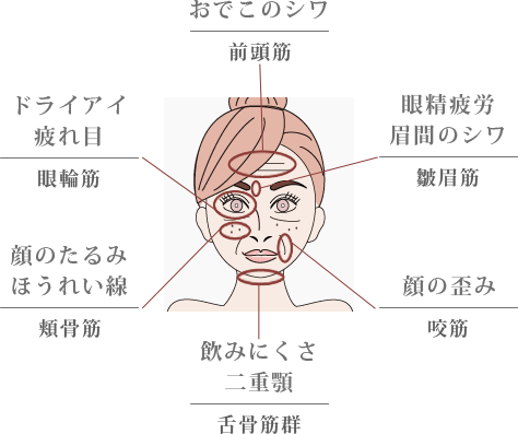 前頭筋が使えないと「おでこのシワ」の要因に。
眼輪筋が使えないと「ドライアイ／疲れ目」の要因に。
皺眉筋が使えないと「眼精疲労／眉間のシワ」の要因に。
頬骨筋が使えないと「顔のたるみ・ほうれい線」の要因に。
咬筋が使えないと「顔の歪み」の要因に。
舌骨筋群が使えないと「飲みにくさ／二重顎」の要因に。